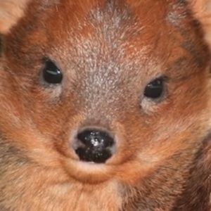 Meet your Posher, Tohru